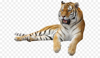 Siberian Tiger Clip art - Tiger PNG Clipart Picture Siberian Tiger Clip art - Tiger PNG Clipart Picture
