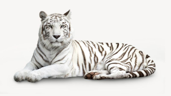 Siberian tiger collage element, animal | Free PSD - rawpixel Siberian tiger collage element, animal | Free PSD - rawpixel