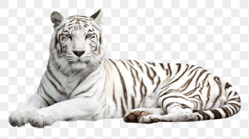 Siberian tiger png sticker, wild | Free PNG - rawpixel Siberian tiger png sticker, wild | Free PNG - rawpixel