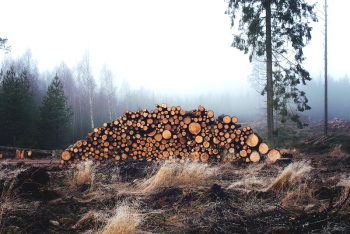 Side view of tree trunks | Free Photo - rawpixel