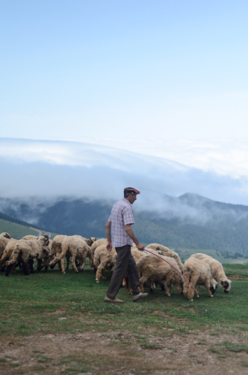 Side View Photo of Shepherd Walking His Flock of Sheep in Grass Field Side View Photo of Shepherd Walking His Flock of Sheep in Grass Field