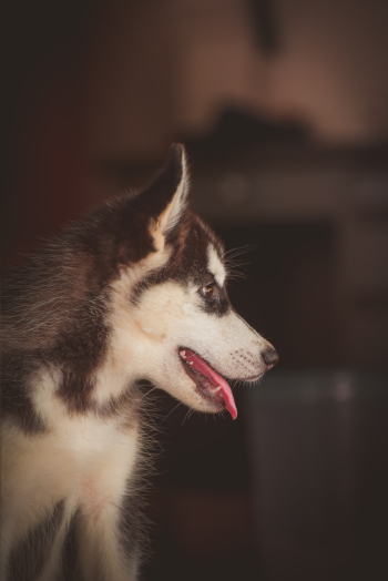 Side View Photo of Siberian Husky Puppy Side View Photo of Siberian Husky Puppy