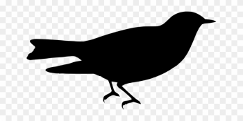 Silhouette, Bird, Nature, From The Side - Bird Silhouette, Bird, Nature, From The Side - Bird