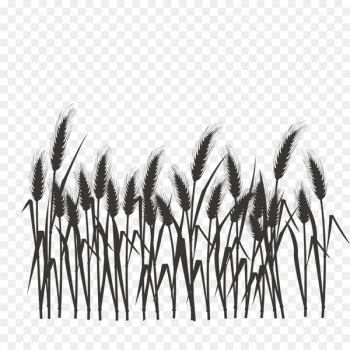 Silhouette Black and white - Silhouette of wheat field Silhouette Black and white - Silhouette of wheat field
