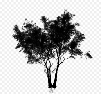 Silhouette Leaf Sky - Silhouette Leaf Sky -