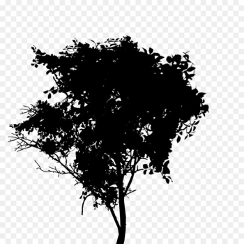 Silhouette Leaf Sky - Silhouette Leaf Sky -