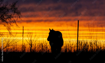 Silhouette of a horse and a brilliant orange and yellow sunset, wire fence, and grass.