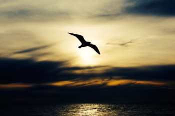 silhouette of bird in flight silhouette of bird in flight