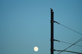 Silhouette of Bird Perching on Electric Post Silhouette of Bird Perching on Electric Post