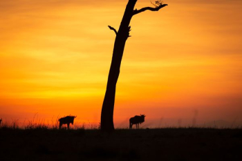silhouette of four legged animal silhouette of four legged animal