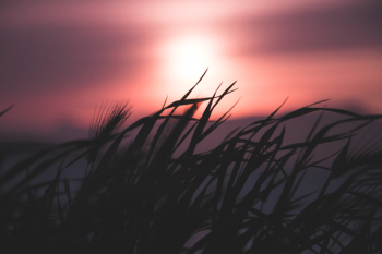 Silhouette Of Grass During Dawn Silhouette Of Grass During Dawn