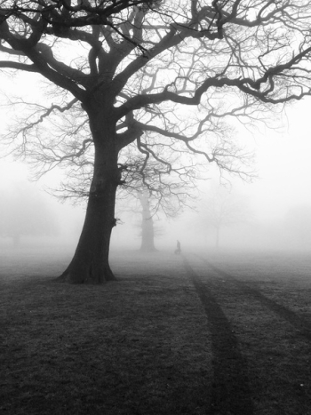 Silhouette of Tree Digital Wallpaper Silhouette of Tree Digital Wallpaper