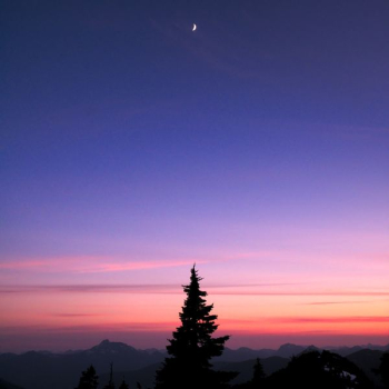 silhouette of tree near moon silhouette of tree near moon