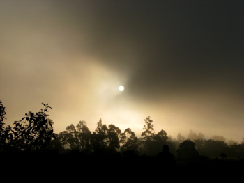Silhouette of Trees during Dawn Silhouette of Trees during Dawn