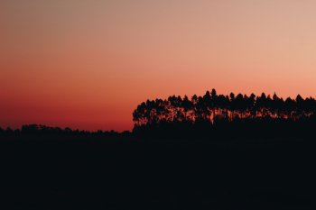 Silhouette of Trees during Dawn Silhouette of Trees during Dawn