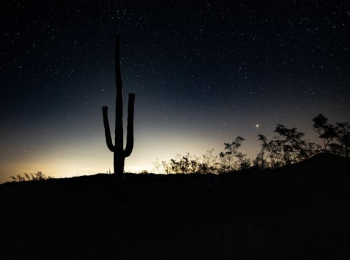 silhouette on cactus plant silhouette on cactus plant