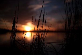 silhouette photo of plants near body of water during sunset silhouette photo of plants near body of water during sunset