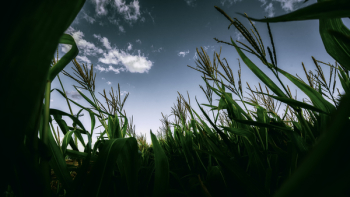 Silhouette Photography of Green Crops Silhouette Photography of Green Crops