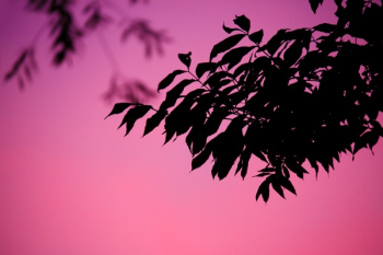 Silhouettes of Leaves during Dawn Silhouettes of Leaves during Dawn