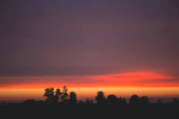 Silhouettes of Trees During Dawn Silhouettes of Trees During Dawn