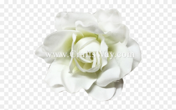 Silk Gardenia - Garden Roses