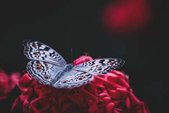 Silver and Black Butterfly on Red Artificial Flower Silver and Black Butterfly on Red Artificial Flower