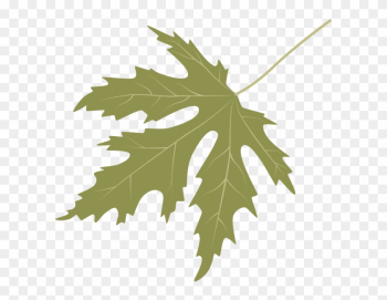 Silver Maple - Maple Leaf Silver Maple - Maple Leaf