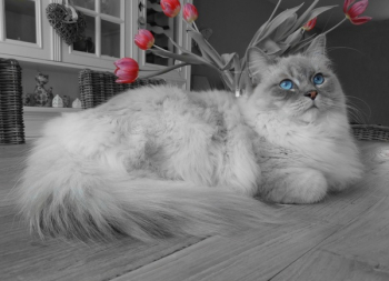 Silver Persian Cat on Floor Silver Persian Cat on Floor