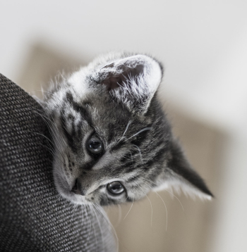 Silver Tabby Cat Silver Tabby Cat