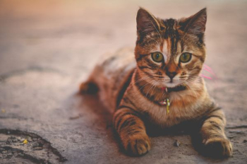 silver tabby cat silver tabby cat