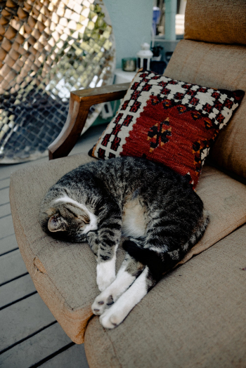 Silver Tabby Cat Silver Tabby Cat