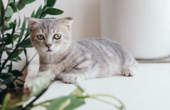 Silver Tabby Kitten Silver Tabby Kitten