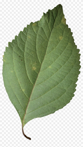 Simple - Callicarpa Americana Leaf Simple - Callicarpa Americana Leaf
