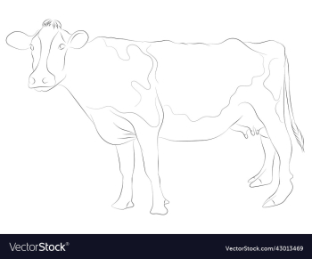 simple hand drawn cow simple hand drawn cow