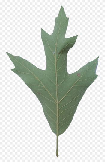 Simple - Southern Red Oak Leaf Simple - Southern Red Oak Leaf