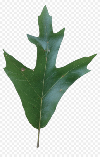 Simple - Southern Red Oak Leaf Simple - Southern Red Oak Leaf