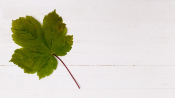 Simplistic maple leaf with copy space Free Photo Simplistic maple leaf with copy space Free Photo