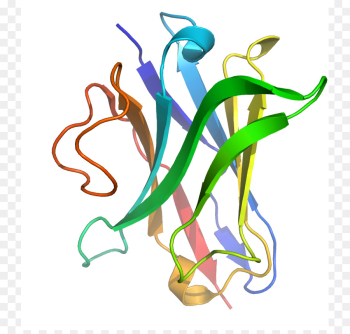 Single-domain antibody Immunoglobulin heavy chain Immunoglobulin ...