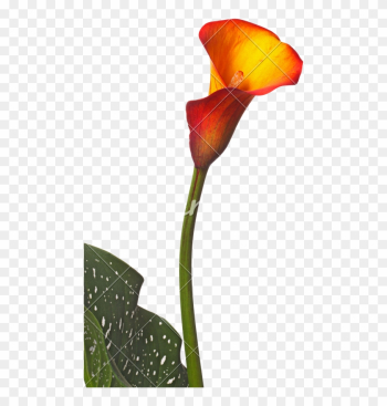 Single Flower Of An Orange Calla Lily And Partial Leaf - Orange Calla No Background Single Flower Of An Orange Calla Lily And Partial Leaf - Orange Calla No Background