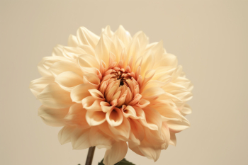 Single flower on a cream colored background