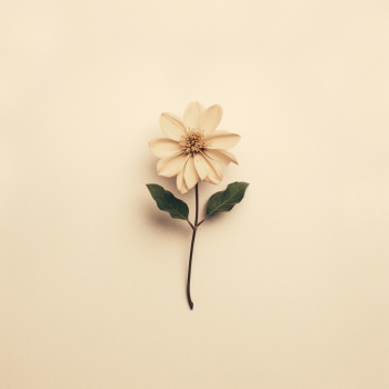 Single flower on a cream colored background