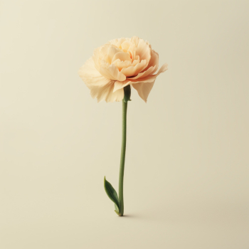 Single flower on a cream colored background