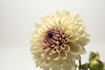 Single flower on a cream colored background