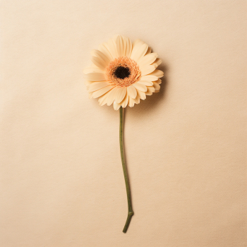 Single flower on a cream colored background