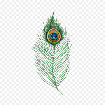 Single Peacock Feathers Peafowl Desi Natural Peacock Eye Feathers Tails Image - feather 