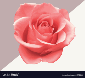 single pink rose flower single pink rose flower