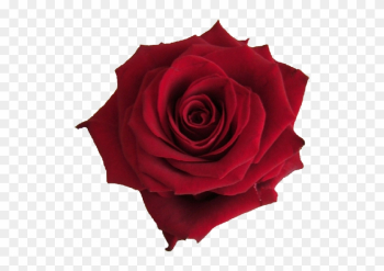 Single Red Rose Single Red Rose