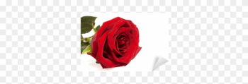 Single Red Rose Flower Isolated On A White Background - Rose Single Red Rose Flower Isolated On A White Background - Rose