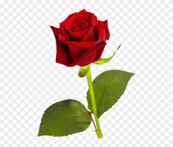 Single Red Rose Hd Single Red Rose Hd