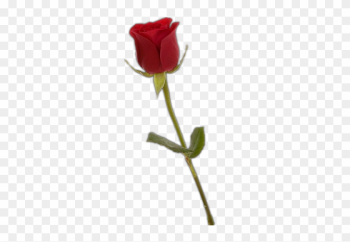 Single Red Rose Png Single Red Rose Png